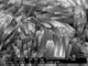 Естественный цеолит Mordenite с высоким кремнеземом к коэффициенту глинозема для охраны окружающей среды